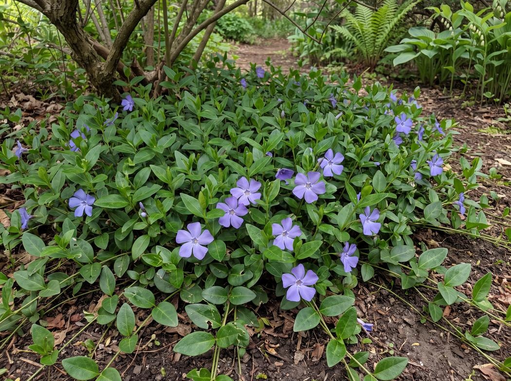 Vinca minor Bowles Cunningham