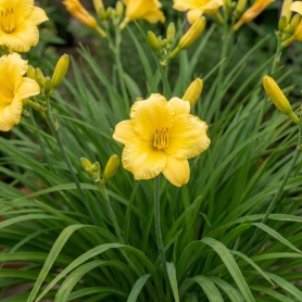 Hemerocallis Happy Returns