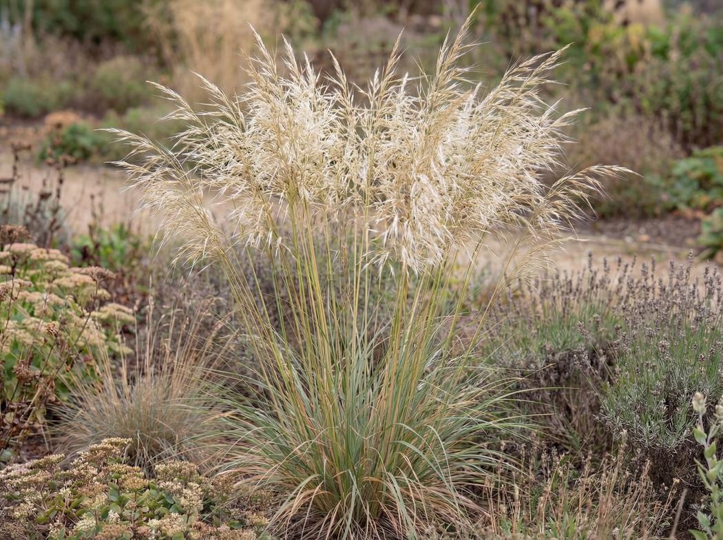 Celtica gigantea