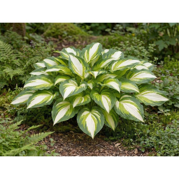 Hosta Color Festival