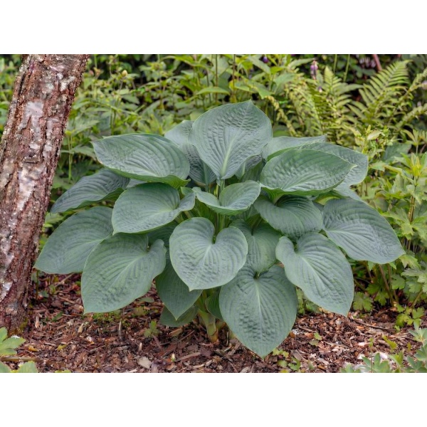 Hosta Big Daddy