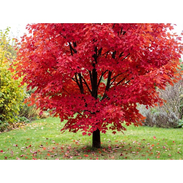 Acer rubrum