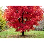 Acer rubrum