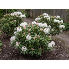 Rhododendron Catawbiense Album