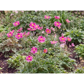 Anemone lesseri Spring Beauty Pink