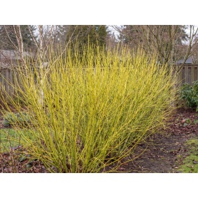 Cornus sericea Buds Yellow