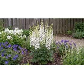 Delphinium Black Eyed Angels