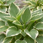 Hosta Francee