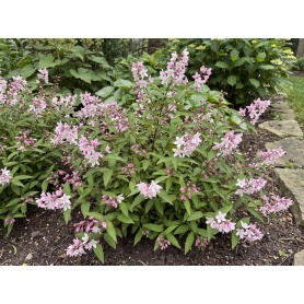 Deutzia NCDX2