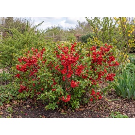 Chaenomeles superba Texas Scarlet