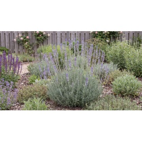 Lavandula intermedia Phenomenal