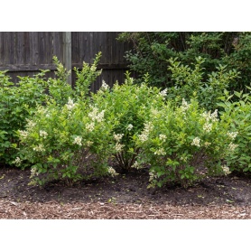 Ligustrum obtusifolium