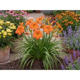 Hemerocallis Mauna Loa