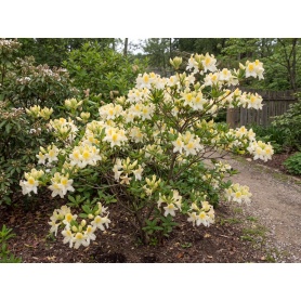 Rhododendron Northern Hi-Lights