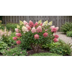 Hydrangea paniculata Renhy