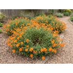 Helianthemum Ben Nevis