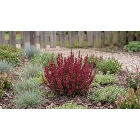 Calluna vulgaris Dark Beauty