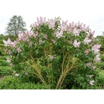 Syringa vulgaris Krasavitsa Moskvy
