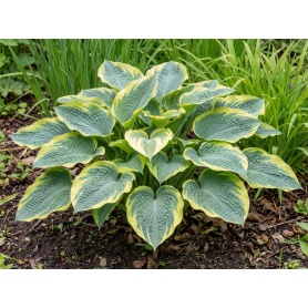 Hosta Frances Williams