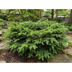 Tsuga canadensis Jeddeloh