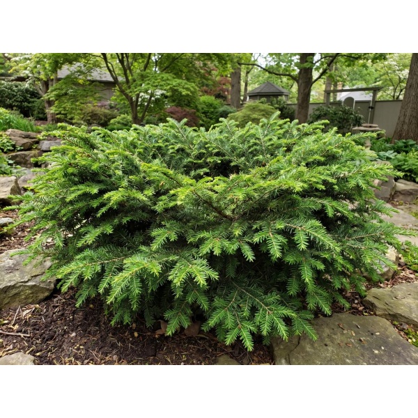 Tsuga canadensis Jeddeloh