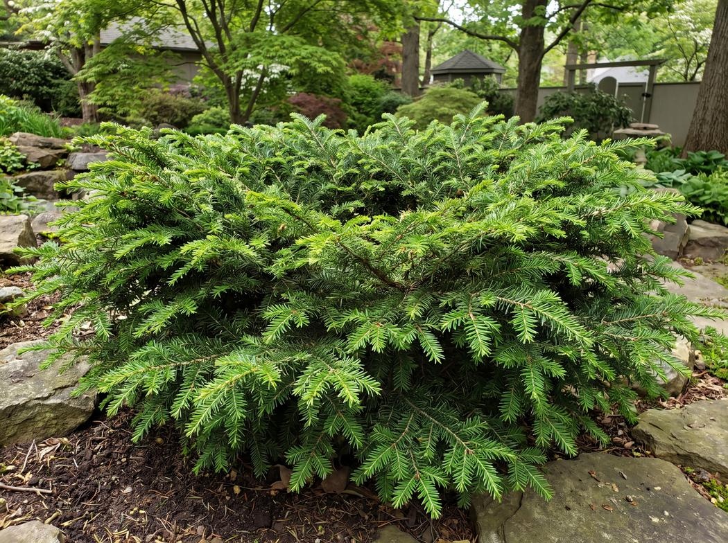 Tsuga canadensis Jeddeloh
