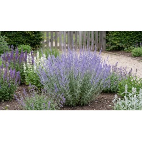 Salvia yangii Denim n Lace