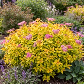 Spiraea japonica 'Gold Mound'