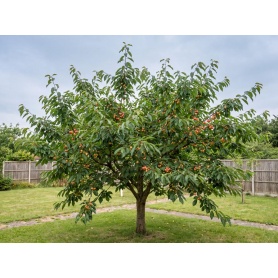 Prunus avium Rainier