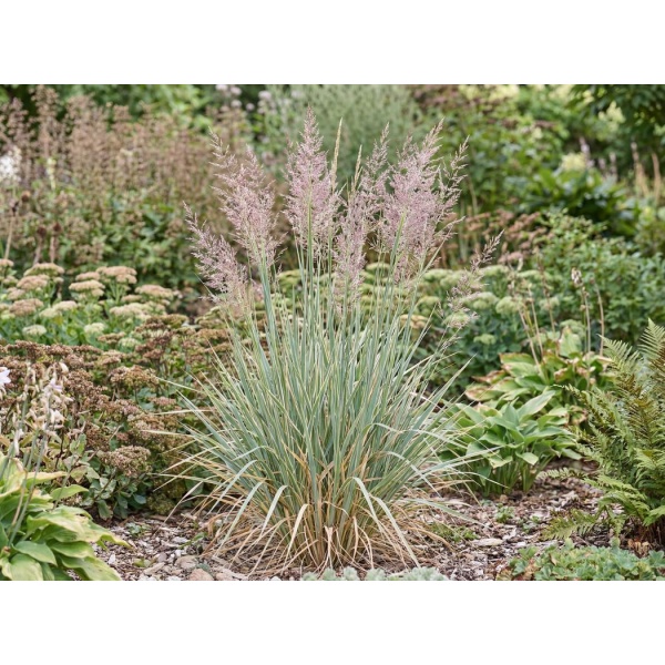 Calamagrostis × acutiflora Overdam