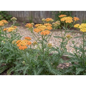 Achillea Sassy Summer Sunset