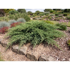 Juniperus sabina Monna