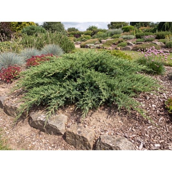 Juniperus sabina Monna