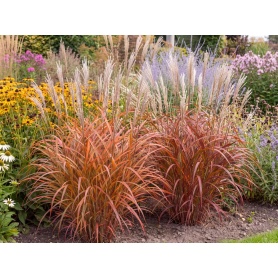 Miscanthus Purpurascens
