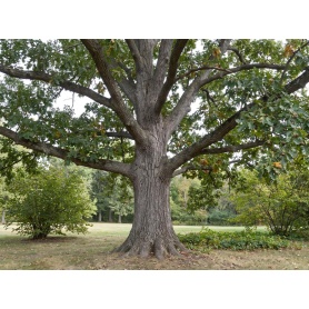 Quercus macrocarpa