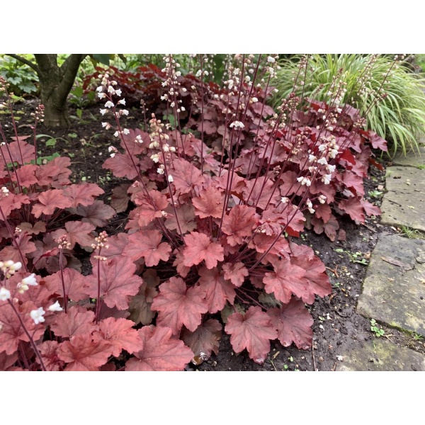 Heuchera Tnheufr