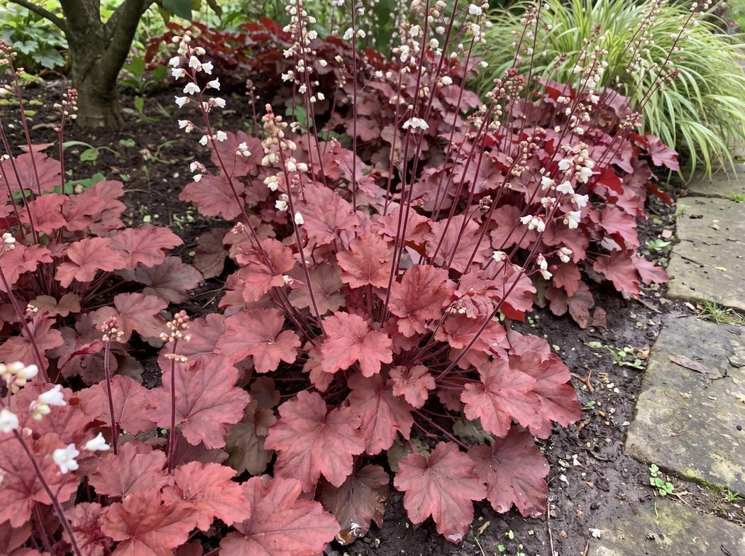 Heuchera Tnheufr