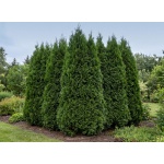 Thuja occidentalis Nigra