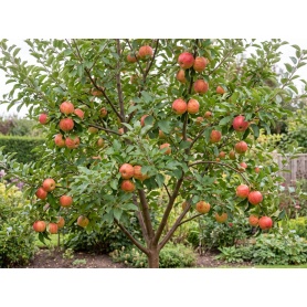 Malus domestica Honeycrisp