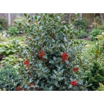 Ilex × meserveae Conapri
