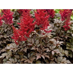 Astilbe Chocolate Cherry
