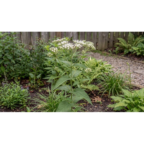 Eupatorium perfoliatum