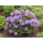 Rhododendron Ramapo