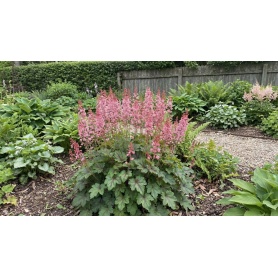 Heucherella Pink Revolution