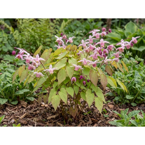 Epimedium × youngianum Roseum