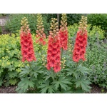 Delphinium Red Lark