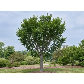 Ulmus Morton Glossy