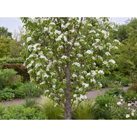 Pyrus calleryana Chanticleer
