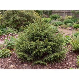Picea abies Ohlendorffii