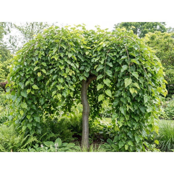 Morus alba Pendula